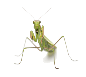 Mantis - Transparent Background