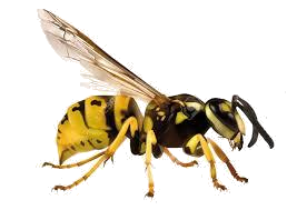 Wasp - Transparent Background